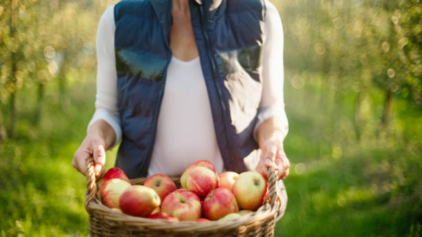 istock Adult with Apple Harvest in Orchard 2161257320