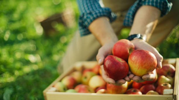 istock Senior Male Orchard Worker Harvests Apples 2161257760