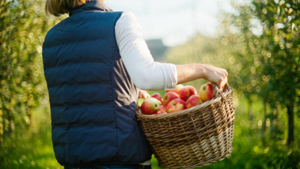 istock Adult Carrying Apples in Orchard 2161257849