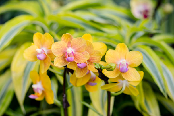 A captivating garden scene showcasing a variety of orchids, including the delicate Dendrobium and elegant Phalaenopsis species. Each orchid, with its vibrant colors and intricate patterns, adds to the botanical splendor of this floral display, these one are Yellow
