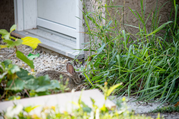 istock Bunny Near Garage on Cement Path 2161260631
