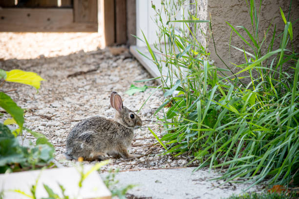 Bunny Near Garage on Cement Path