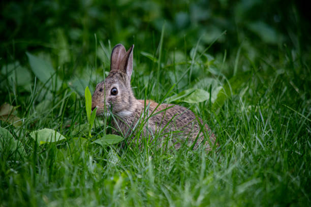 istock Brown Rabbit Eating Leaves in Grass 2161260643
