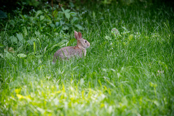 istock Brown Rabbit Eating Leaves in Grass 2161260645