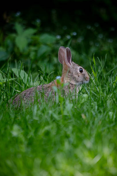 istock Brown Rabbit Eating Leaves in Grass 2161260646