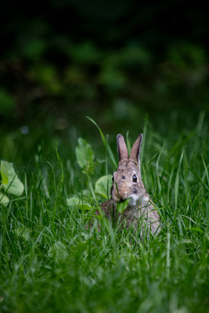 istock Brown Rabbit Eating Leaves in Grass 2161260649