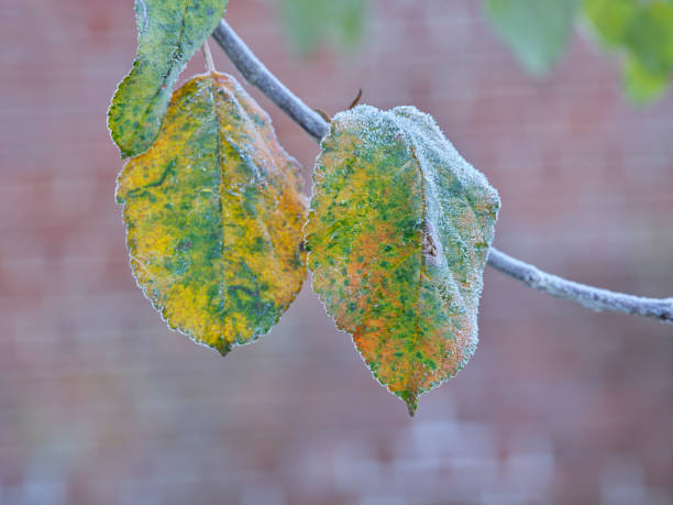 Autumn photos in Denmark
