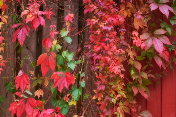 Autumn photos in Denmark