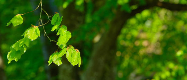 istock Saturated green leaves in early springtime forest 2161260764