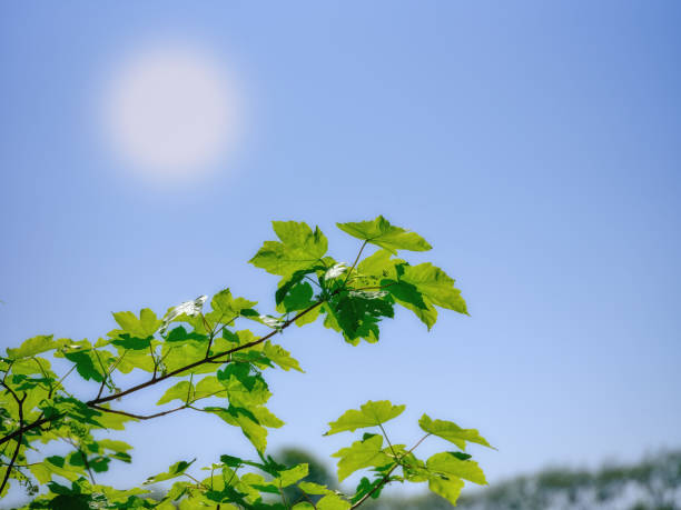 Green leaves. A very sharp and detailed photo made by  a Medium Format camera of the famous saturated Danish forest in springtime