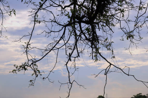 The environment is the natural world around us, encompassing the air we breathe, the water we drink, the land we inhabit, and the diverse ecosystems that support life on Earth. It includes everything