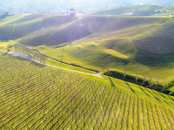 istock Aerial view of vineyard on rolling hills 2161265688