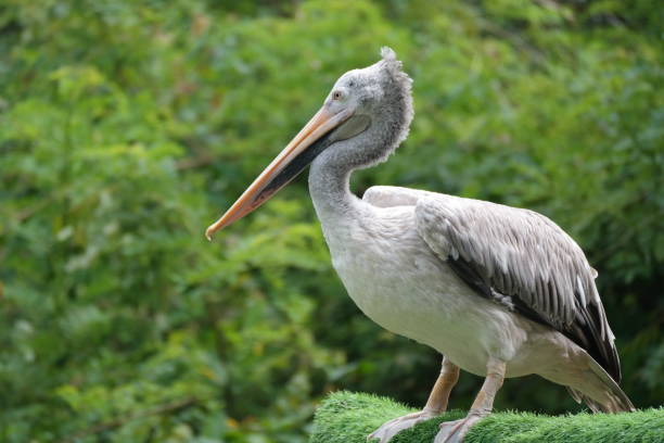 istock Pelican performing a show at the zoo 2161266879