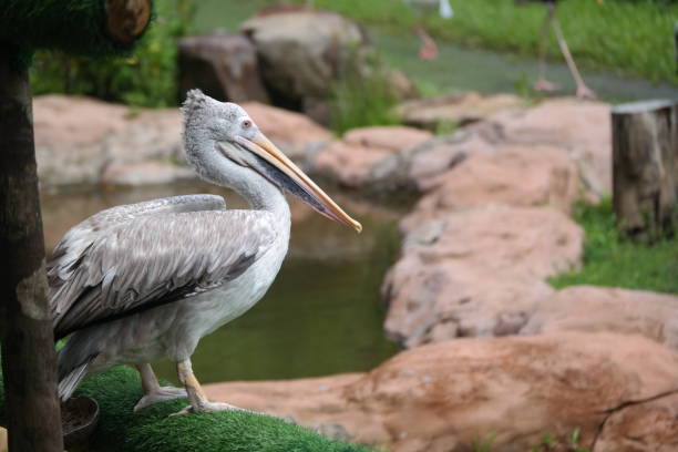 istock Pelican performing a show at the zoo 2161266880