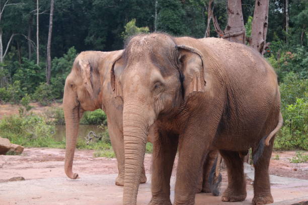 istock Two old elephants at the zoo 2161267182
