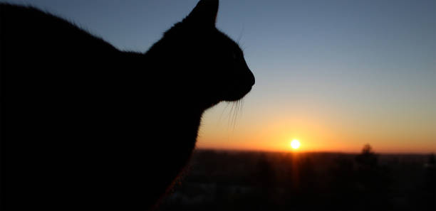 istock Black cat and sunrise 2161269065