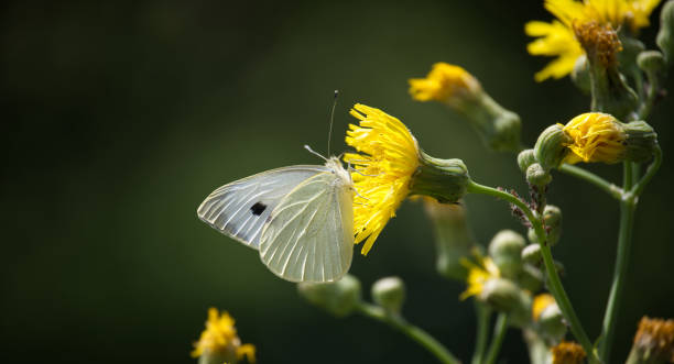 istock Large white cabbage butterfly on yellow flowers in a natural setting 2161270488