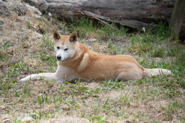 istock this is a side view of a golden dingo 2161274300