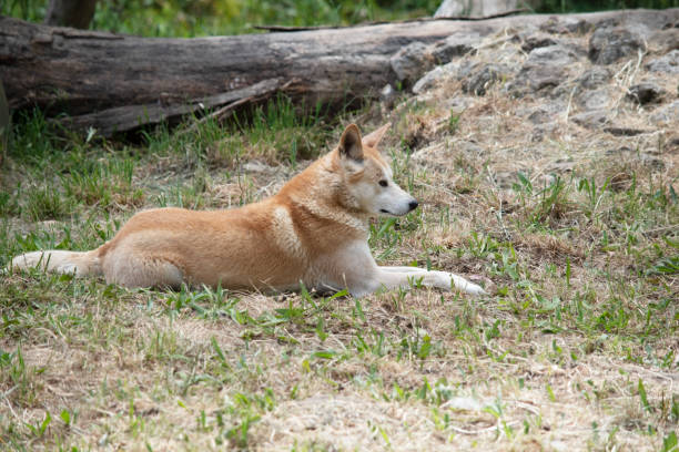 istock the golden dingo is resting 2161274301