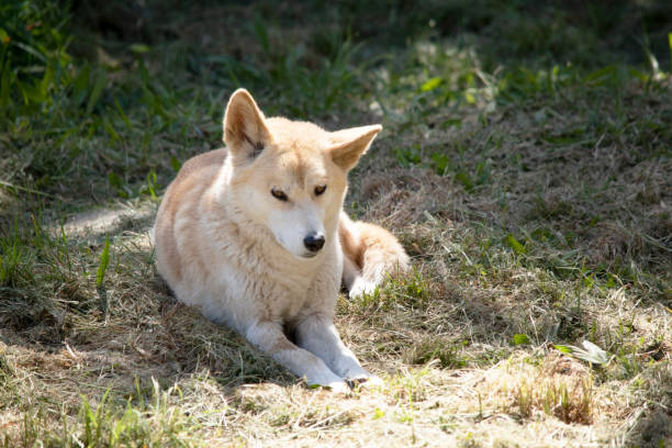 istock the golden dingo is resting 2161274318