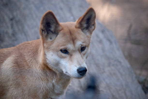 istock this is a close up of a golden dingo 2161274351