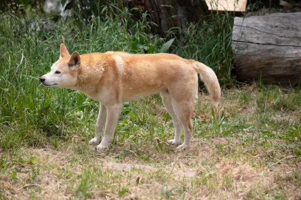 istock this is a side view of a golden dingo 2161274367