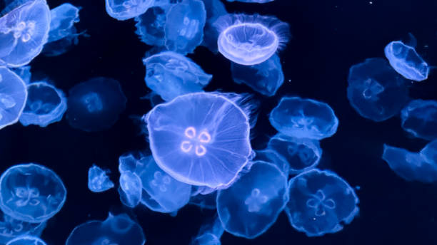 istock The beautiful views in AQUARIUM 2161276152