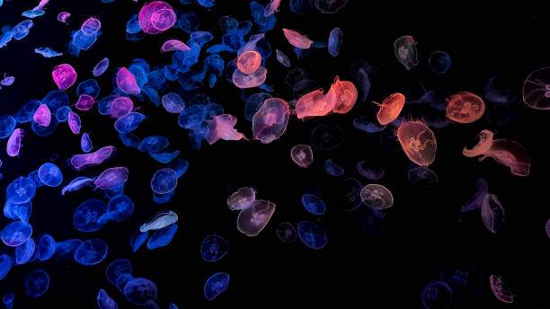 istock The beautiful views in AQUARIUM 2161276377