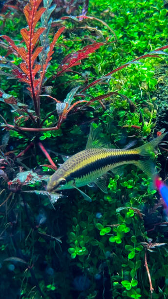 istock The beautiful views in AQUARIUM 2161276415