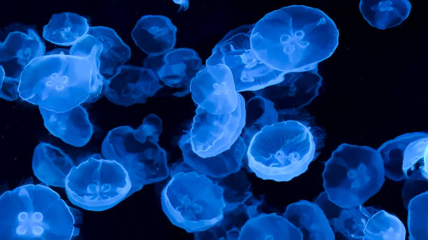 istock The beautiful views in AQUARIUM 2161276534
