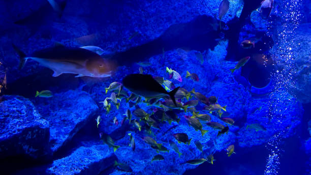 istock The beautiful views in AQUARIUM 2161276584