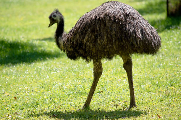istock this is a side view of an Australian emu 2161276604