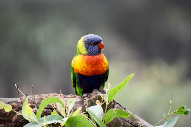 istock this is a close up of a rainbow lorikeet 2161276720