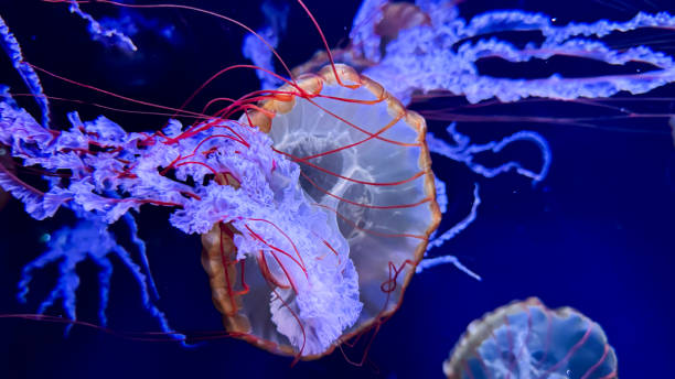istock The beautiful views in AQUARIUM 2161276791