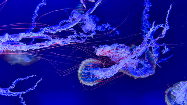 istock The beautiful views in AQUARIUM 2161276793