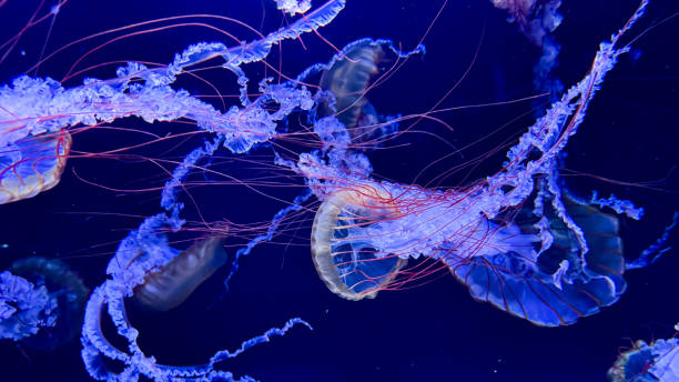 istock The beautiful views in AQUARIUM 2161276794