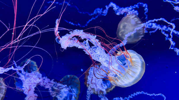 istock The beautiful views in AQUARIUM 2161276795