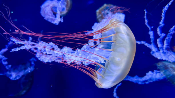 istock The beautiful views in AQUARIUM 2161276827