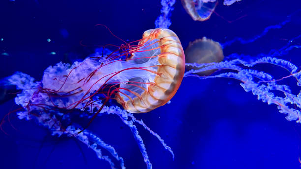 istock The beautiful views in AQUARIUM 2161276829