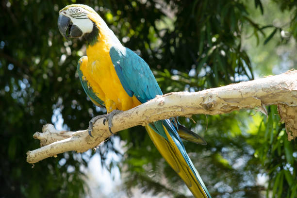 istock the blue and black macaw is on a branch 2161276850