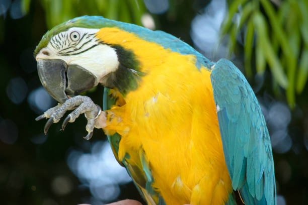 istock this is a close up of a blue and gold macaw 2161276863