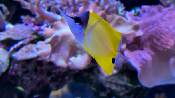 istock The beautiful views in AQUARIUM 2161276868