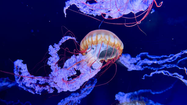 istock The beautiful views in AQUARIUM 2161276966