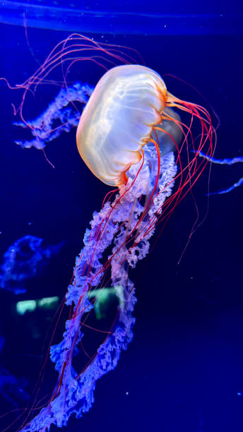 istock The beautiful views in AQUARIUM 2161277005