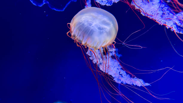 istock The beautiful views in AQUARIUM 2161277047
