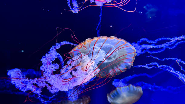 istock The beautiful views in AQUARIUM 2161277048