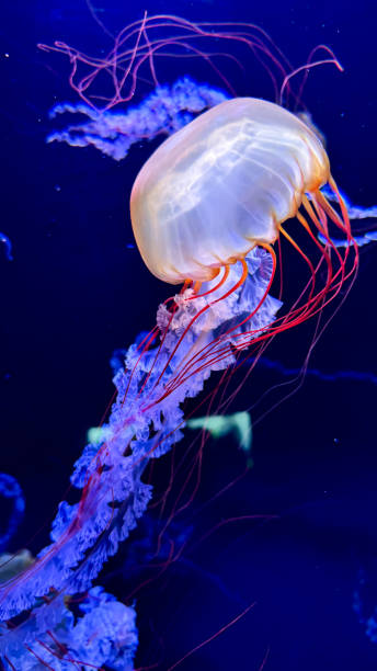 istock The beautiful views in AQUARIUM 2161277049