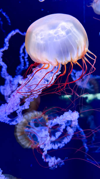 istock The beautiful views in AQUARIUM 2161277054