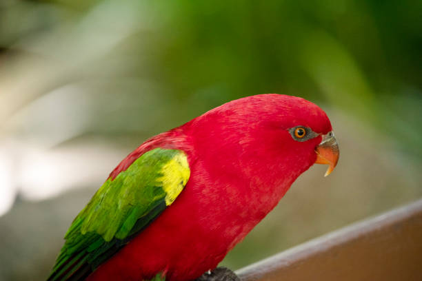Young Alexandrine parrot or Alexandrine parakeet, close up shot, indoor, with white cage and solid black background