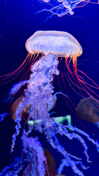 istock The beautiful views in AQUARIUM 2161277105